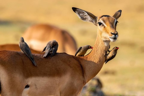Impala (Aepyceros melampus) and red-billed oxpecker (Buphagus africanus), Xakanaxa, Okavango Delta,