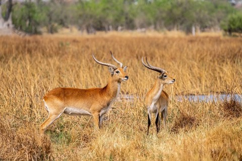 Letschwe or lychee moor antelope (Kobus leche), adult male, Xakanaxa, Okavango Delta, Moremi Game