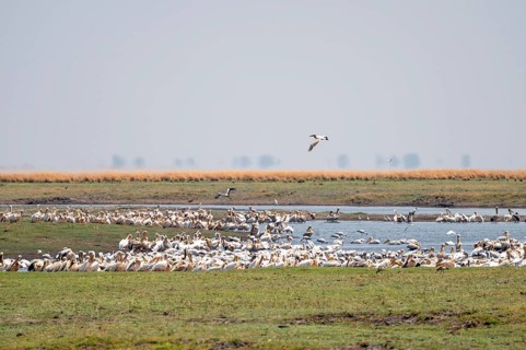 Pink pelican (Pelecanus onocrotalus), flock at the Kavango River, Namibia