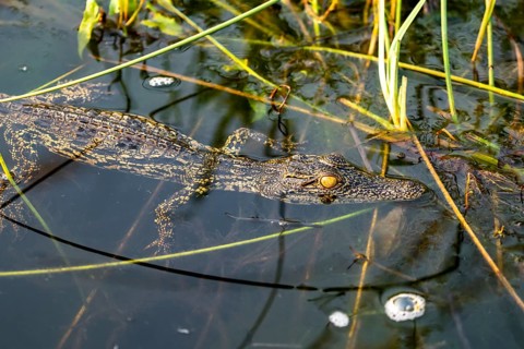 Young animal, Nile crocodile in swamp, Xakanaxa Lagoon, Okavango Delta, Moremi Game Reserve,