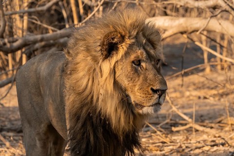 Maned lion, lion (Panthera leo), Savuti, Chobe National Park, Botswana