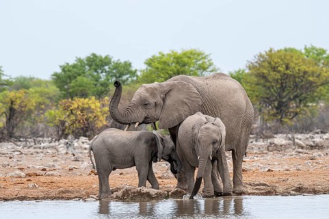 Herd of animals, animal family with young, African elephant (Loxodonta africana) drinking at a