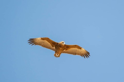 Savannah eagle or eagle of prey (Aquila rapax), bird of prey flying, Etosha National Park, Namibia