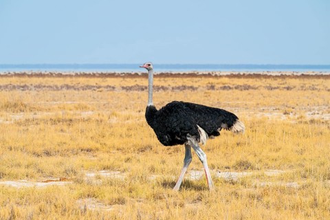 Male common ostrich (Struthio camelus) running through savannah, Etosha National Park, Namibia