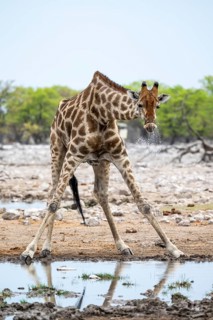 Angola giraffe (Giraffa giraffa angolensis) drinking, Etosha National Park, Namibia