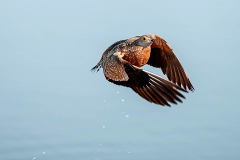 Burchell's sandgrouse (Pterocles burchelli) in flight, Savuti, Chobe Nationalpark, Botswana