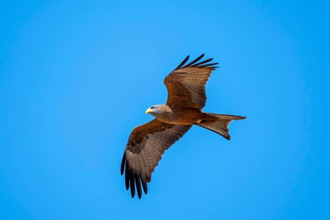 Black kite (Milvus migrans) flying against a blue sky, Savuti, Chobe Nationalpark, Botswana