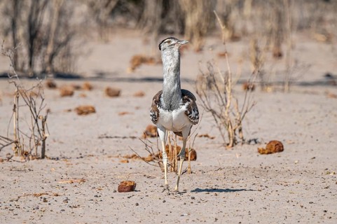 Kori Bustard (Ardeotis kori), Savuti, Chobe Nationalpark, Botswana