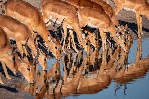 Impala (Aepyceros melampus) drinking at a waterhole, reflection, Savuti, Chobe National Park,