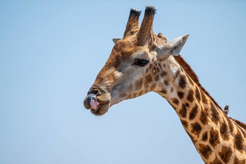 Cape giraffe (Giraffa giraffa giraffa) sticks out its tongue, funny, Savuti, Chobe National Park,