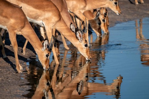 Impalas (Aepyceros melampus) drinking at the waterhole, beautiful picture with reflection, Savuti,