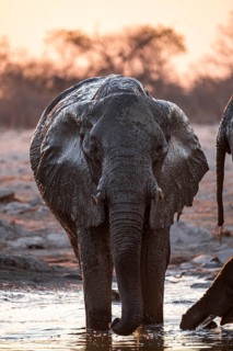 Herd of elephants, African elephant (Loxodonta africana) at the waterhole, sunset, Savuti, Chobe