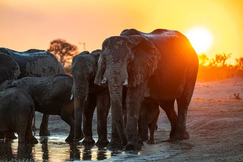Herd of elephants, African elephant (Loxodonta africana) at the waterhole, sunset, Savuti, Chobe