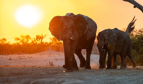 African elephant (Loxodonta africana), sunset, Savuti, Chobe National Park, Botswana