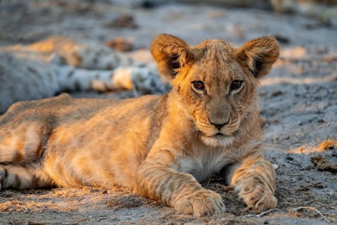 Cub, lion (Panthera leo) lying, Savuti, Chobe National Park, Botswana
