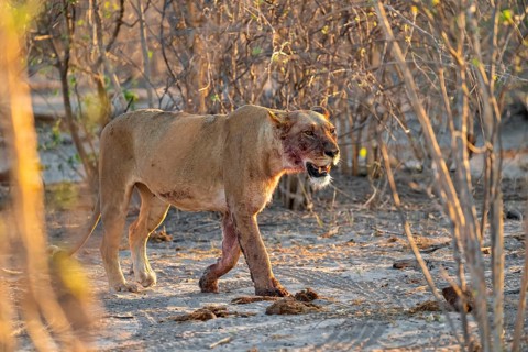 Lioness with blood directly after a successful kill, lion (Panthera leo) on the hunt, Savuti, Chobe