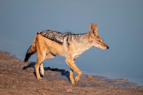 Black-backed jackal (Lupulella mesomelas) at a waterhole, Savuti, Chobe National Park, Botswana