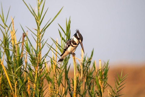 Grey Kingfisher (Ceryle rudis), on the Kavango River, Namibia