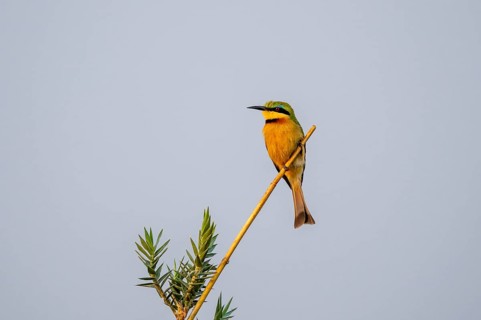 Dwarf spint (Merops pusillus), on the Kavango River, Namibia