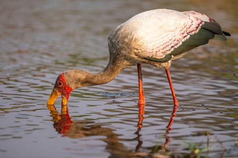 Glutton (Mycteria ibis) in the water foraging on the Chobe River, Ihaha, Chobe National Park,