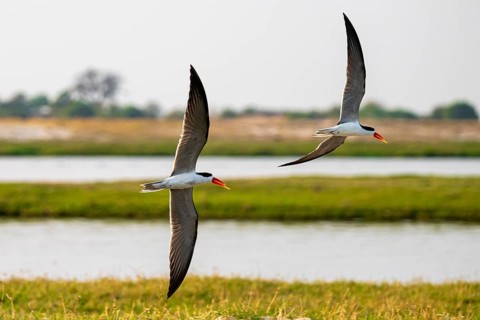 African Skimmer (Rynchops flavirostris), African Skimmer in flight, Ihaha, Chobe National Park,