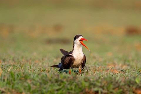 African Skimmer (Rynchops flavirostris), African Skimmer sitting on the bank, Ihaha, Chobe National