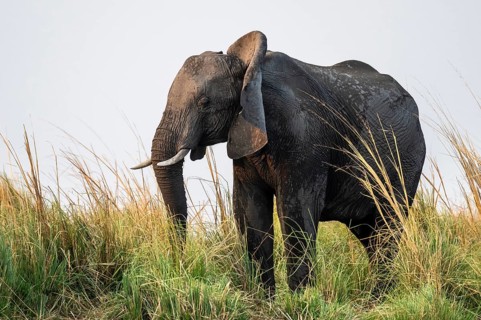 Animal portrait, African elephant (Loxodonta africana) feeding among grass, Ihaha, Chobe National
