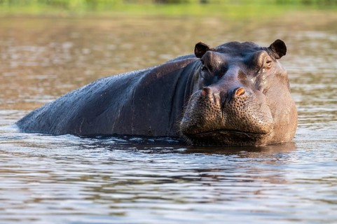 Hippopotamus (Hippopatamus amphibius) in the water, Chobe River, Ihaha, Chobe National Park,