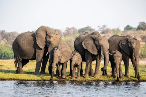 Herd of animals with young, African elephant (Loxodonta africana) drinking at the Chobe River,