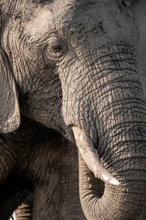 Detail, Animal portrait, African elephant (Loxodonta africana), Ihaha, Chobe National Park,