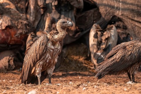 Many white-backed vultures (Gyps africanus), vultures feeding on the carcass of an elephant,
