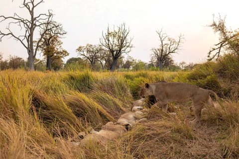 Lion pride (Panthera leo) lying in the grass, Xakanaxa, Moremi Game Reserve, Botswana