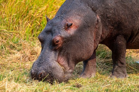 Hippopotamus (Hippopatamus amphibius) grazing, Xakanaxa, Okavango Delta, Moremi Game Reserve,