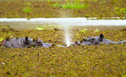 Hippopotamus (Hippopatamus amphibius) hiding in the swamp, Xakanaxa, Okavango Delta, Moremi Game