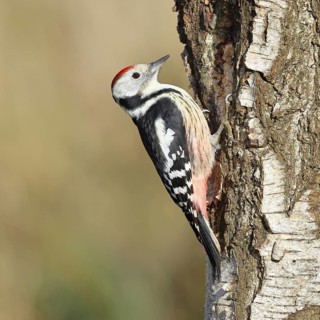Middle spotted woodpecker (Dendrocopos medius), foraging on the trunk of a common birch (Betula