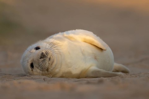Grey seal (Halichoerus grypus) juvenile baby pup animal resting on a sand dune by a beach in