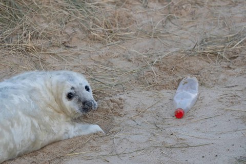 Grey seal (Halichoerus grypus) juvenile baby pup animal resting on a sand dune on a beach in winter