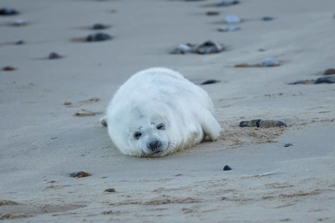 Grey seal (Halichoerus grypus) juvenile baby pup animal sleeping on a sandy beach in winter,