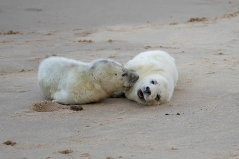 Grey seal (Halichoerus grypus) two juvenile baby pup animals on the sand of a beach in winter,