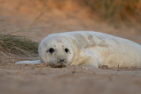 Grey seal (Halichoerus grypus) juvenile baby pup animal resting in a sand dune by a beach in