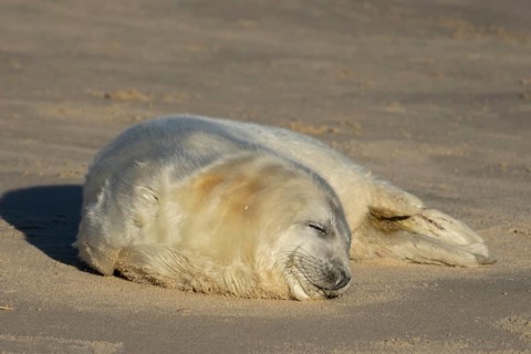 Grey seal (Halichoerus grypus) juvenile baby pup animal sleeping on a sandy beach in winter,