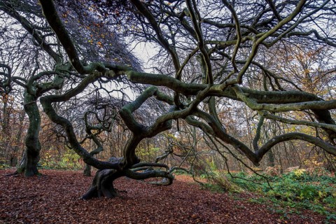Süntelbuchen (Fagus sylvatica), cripple beeches, Hexenwald, Semper Forest Park, near Lietzow,