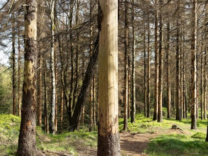 Spruce forest infested by bark beetles, tree trunks with sloping bark, Zittau Mountains, things,