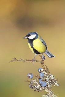 Great tit (Parus major), sitting on a branch in a blackthorn bush, (Prunus spinosa), sloes, with