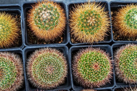 Cultivation of cacti, botanical garden, Cactus y Otras Suculentas 'Mora i Bravard', village