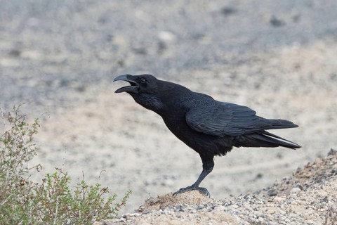 Common raven (Corvus corax) Semi-desert, Fuerteventura, Spain