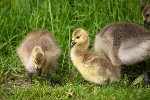 Canada goose (Branta canadensis), chicks in a meadow. Lake Mangamahoe, North Island, New Zealand