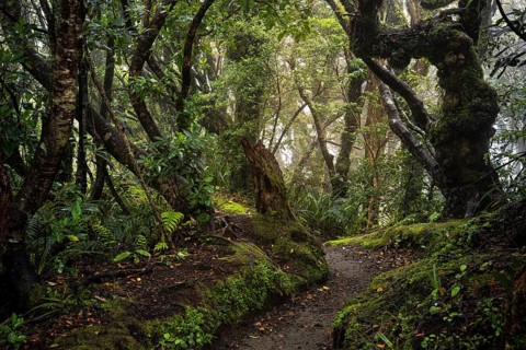 Forest path, gnarled tree, mosses, ferns, lichens. Egmont National Park, Taranaki Region, North