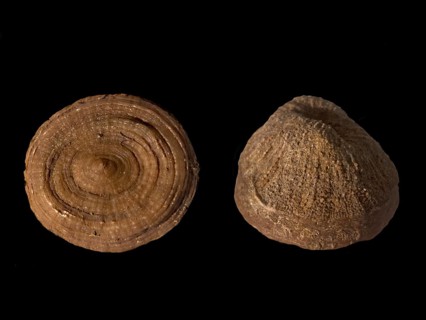 Fossil coral, petrification, Cunnolites sp., fossil, chalk, Santonium, Gosau layers, around 80
