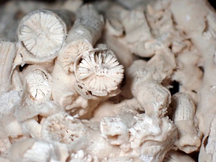 Fossil coral, petrification, Dendrophyllia candelabrum, fossil, Middle Dan, about 60 million years